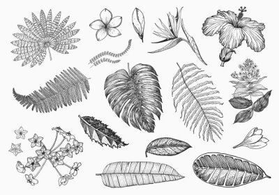 Papier peint  Palm plant, Strelitzia, Hibiscus, Plumeria, Medinilla, Monstera. Flowering plants. Tropical or exotic leaves and leaf. Vintage fern. Engraved flowers. Hand drawn. Botanical background.
