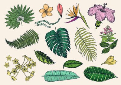 Papier peint  Palm plant, Strelitzia, Hibiscus, Plumeria, Medinilla, Monstera. Flowering plants. Tropical or exotic leaves and leaf. Vintage fern. Engraved flowers. Hand drawn. Botanical background.