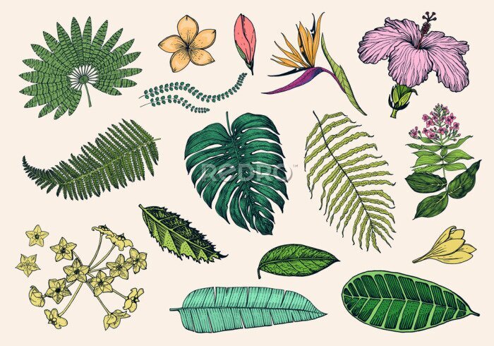Papier peint  Palm plant, Strelitzia, Hibiscus, Plumeria, Medinilla, Monstera. Flowering plants. Tropical or exotic leaves and leaf. Vintage fern. Engraved flowers. Hand drawn. Botanical background.
