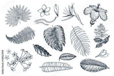 Papier peint  Palm plant, Strelitzia, Hibiscus, Plumeria, Medinilla, Monstera. Flowering plants. Tropical or exotic leaves and leaf. Vintage fern. Engraved flowers. Hand drawn. Botanical background. Generative AI