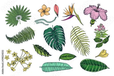 Papier peint  Palm plant, Strelitzia, Hibiscus, Plumeria, Medinilla, Monstera. Flowering plants. Tropical or exotic leaves and leaf. Vintage fern. Engraved flowers. Hand drawn. Botanical background. Generative AI