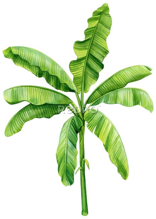 Papier peint  Palm tree on isolated background, hand drawn watercolor painting. Green tropical leaves, tropical palm tree