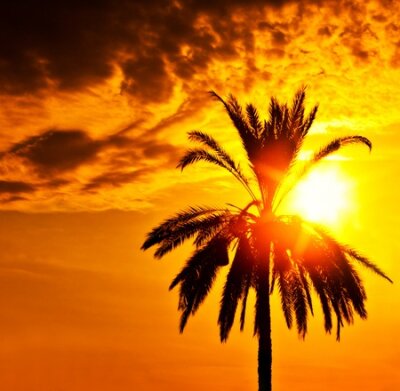 Papier peint  Palm tree silhouette sur le coucher du soleil, de belles vacances estivales fond, romantique vacances de plage tropicale, dramatique ciel sombre orange avec de la lumière de soleil, paysage de nature 