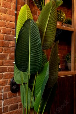 Papier peint  Palm tree with broad leaves. Strelitzia. Stylish loft interior.