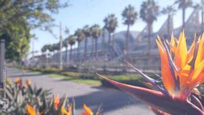 Papier peint  Palm trees and strelitzia crane flower, San Diego city street, California USA. Palmtrees and tropical bird of paradise, sunny day. Row of palms on promenade by Convention Center and Gaslamp Quarter.