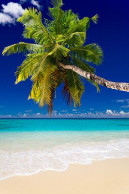 Palmier au-dessus de la plage et de la mer tropicale
