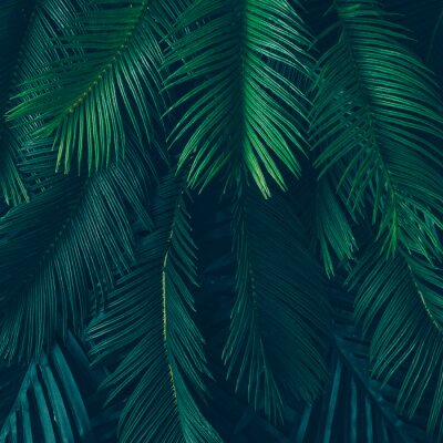Palmier et feuilles vert foncé