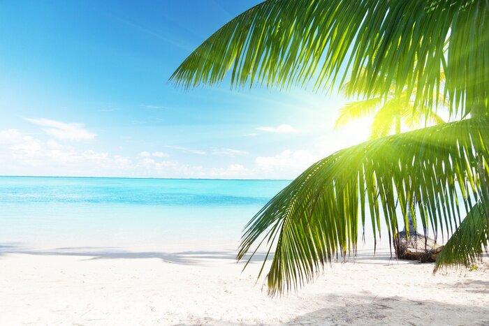 Papier peint  Palmier exotique au bord de la mer