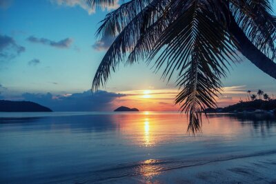 Papier peint  Palmier sur la plage au coucher du soleil