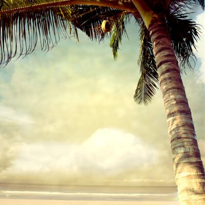 Palmier sur un plage