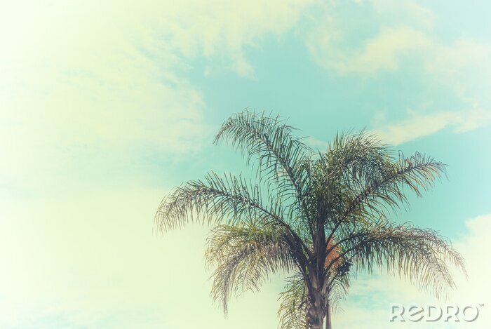 Papier peint  Palmier tropical dans le ciel