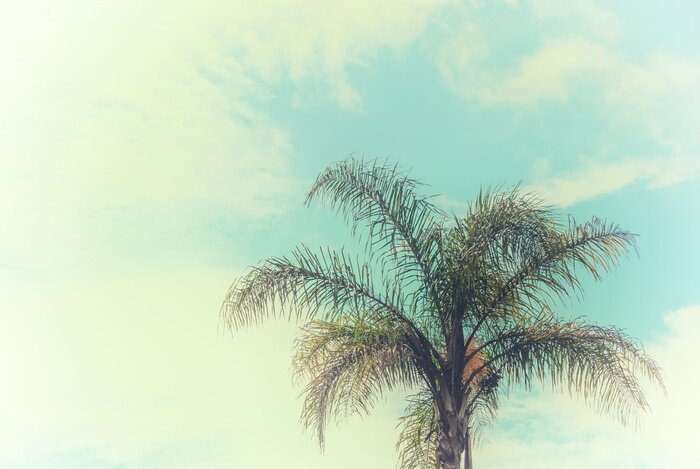 Papier peint  Palmier tropical dans le ciel