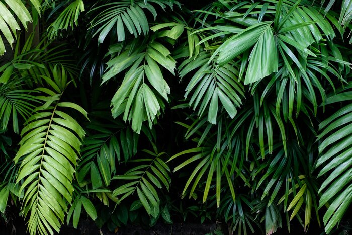 Papier peint  Palmier vert nature jungle tropicale feuilles sur fond sombre dans un jardin