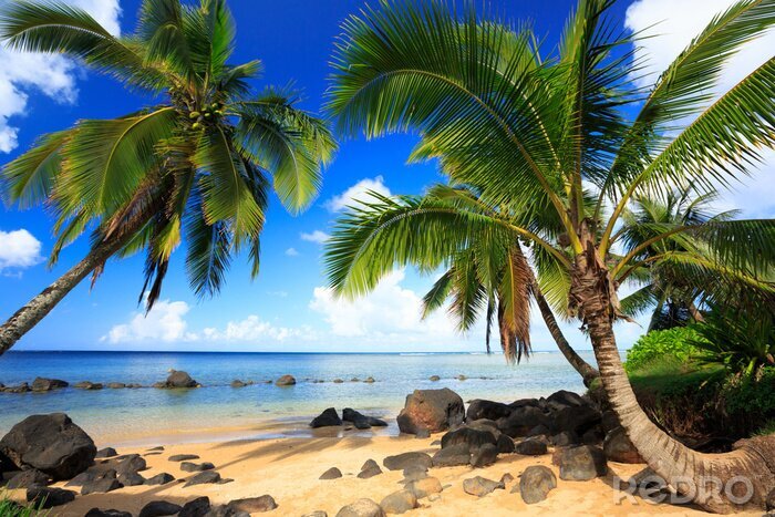 Papier peint  Palmiers à Hawaii