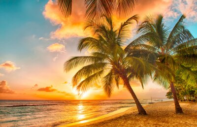 Palmiers à la Barbade