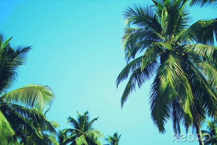 Papier peint  Palmiers à noix de coco sur fond bleu