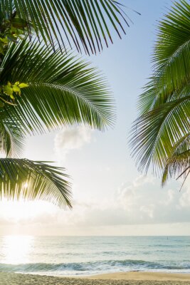 Papier peint  Palmiers à noix de coco sur la plage