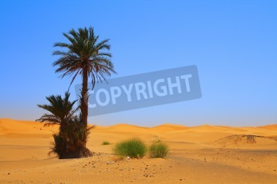 Papier peint  Palmiers dans le désert