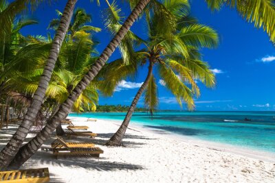 Papier peint  Palmiers et chaises longues sur la plage tropicale