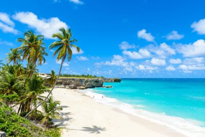 Palmiers et plages à la Barbade