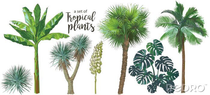 Papier peint  Palmiers et plantes tropicales sur fond blanc