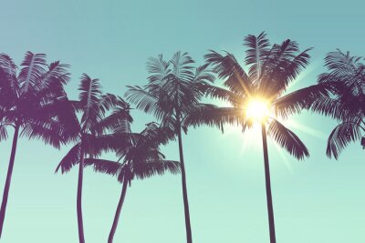 Palmiers exotiques au soleil