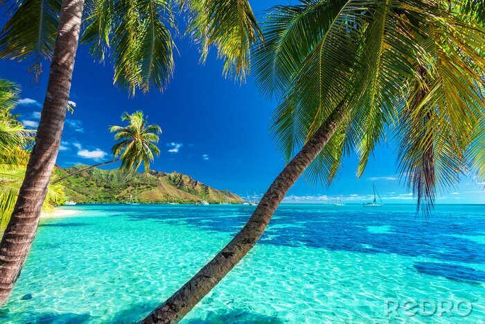 Papier peint  Palmiers exotiques sur une plage tropicale