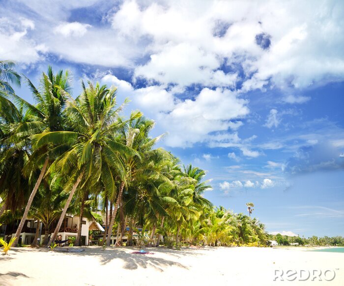 Papier peint  Palmiers, mer et ciel
