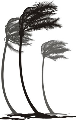 Palmiers noirs et blancs pendant un coup de vent