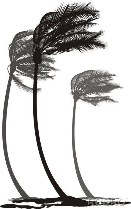Papier peint  Palmiers noirs et blancs pendant un coup de vent