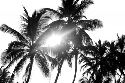 Palmiers noirs sur fond blanc