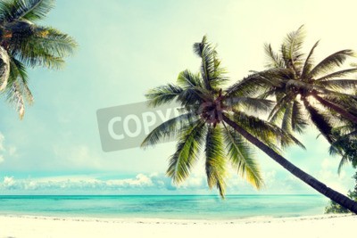 Papier peint  Palmiers sur une plage paradisiaque