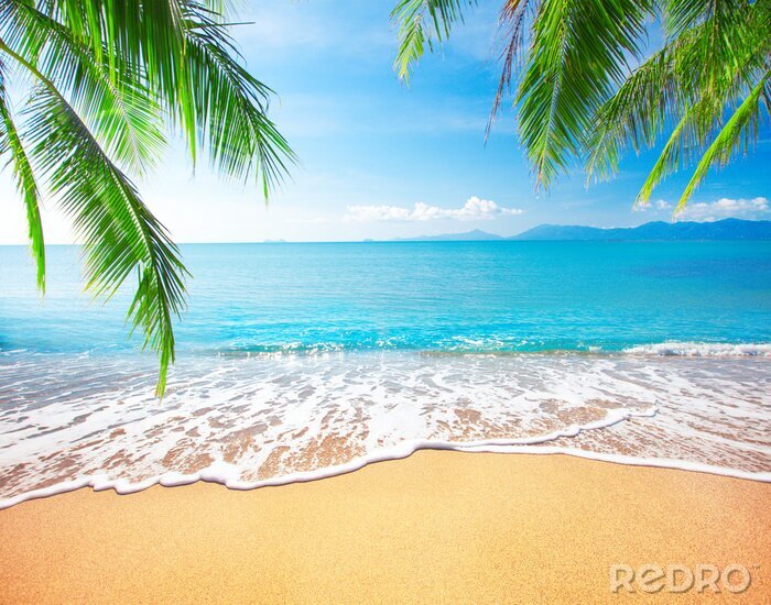 Papier peint  Palmiers sur une plage tropicale