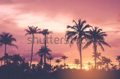Papier peint  Palmiers tropicaux au coucher du soleil