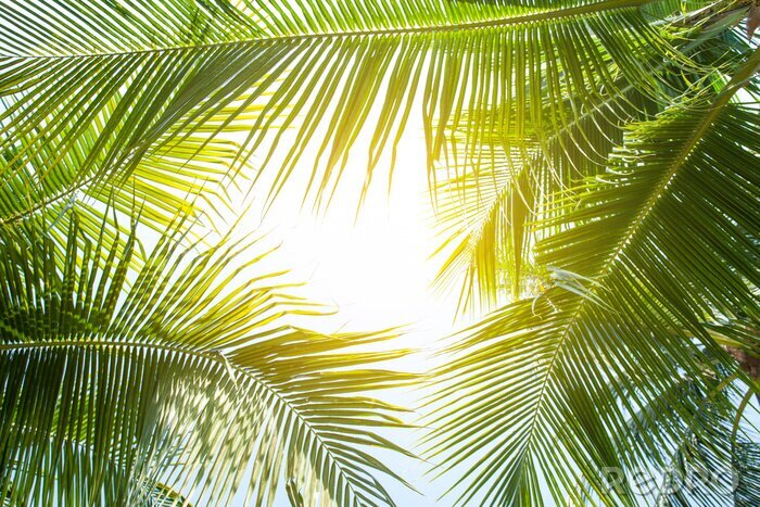 Papier peint  Palmiers verts au soleil