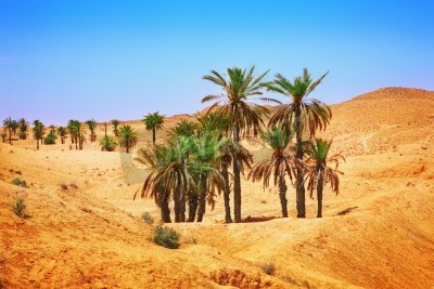 Papier peint  Palmiers verts dans le désert