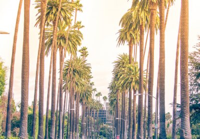 Papier peint  Palms à Los Angeles