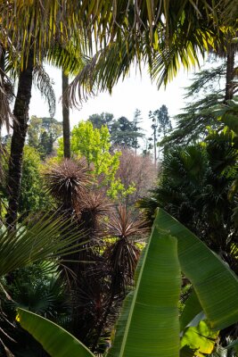 Papier peint  Palms, cycads, strelitzia and banana plants, Botanical Garden of the University of Coimbra, Portugal