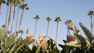 Papier peint  Palms in Los Angeles, California, USA. Summertime aesthetic of Santa Monica and Venice Beach on Pacific ocean. Strelitzia bird of paradise flower. Atmosphere of Beverly Hills in Hollywood. LA vibes.