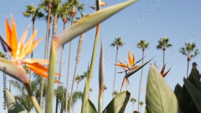 Papier peint  Palms in Los Angeles, California, USA. Summertime aesthetic of Santa Monica and Venice Beach on Pacific ocean. Strelitzia bird of paradise flower. Atmosphere of Beverly Hills in Hollywood. LA vibes.
