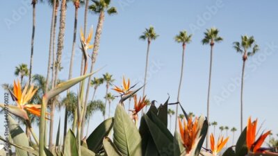 Papier peint  Palms in Los Angeles, California, USA. Summertime aesthetic of Santa Monica and Venice Beach on Pacific ocean. Strelitzia bird of paradise flower. Atmosphere of Beverly Hills in Hollywood. LA vibes.