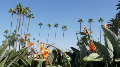 Papier peint  Palms in Los Angeles, California, USA. Summertime aesthetic of Santa Monica and Venice Beach on Pacific ocean. Strelitzia bird of paradise flower. Atmosphere of Beverly Hills in Hollywood. LA vibes.