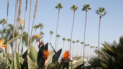 Papier peint  Palms in Los Angeles, California, USA. Summertime aesthetic of Santa Monica and Venice Beach on Pacific ocean. Strelitzia bird of paradise flower. Atmosphere of Beverly Hills in Hollywood. LA vibes.