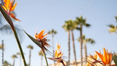 Papier peint  Palms in Los Angeles, California, USA. Summertime aesthetic of Santa Monica and Venice Beach on Pacific ocean. Strelitzia bird of paradise flower. Atmosphere of Beverly Hills in Hollywood. LA vibes.
