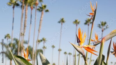 Papier peint  Palms in Los Angeles, California, USA. Summertime aesthetic of Santa Monica and Venice Beach on Pacific ocean. Strelitzia bird of paradise flower. Atmosphere of Beverly Hills in Hollywood. LA vibes.