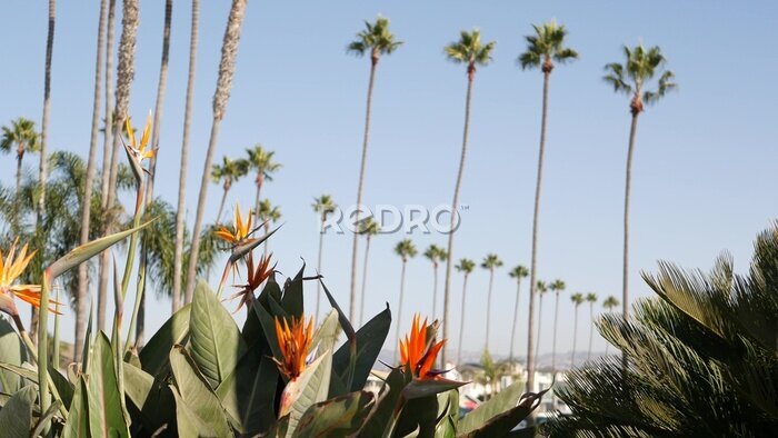 Papier peint  Palms in Los Angeles, California, USA. Summertime aesthetic of Santa Monica and Venice Beach on Pacific ocean. Strelitzia bird of paradise flower. Atmosphere of Beverly Hills in Hollywood. LA vibes.