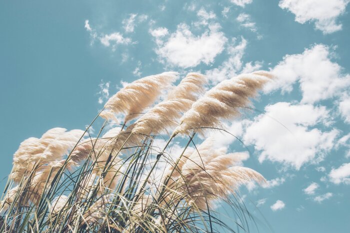 Papier peint  Pampa grass with light blue sky and clouds