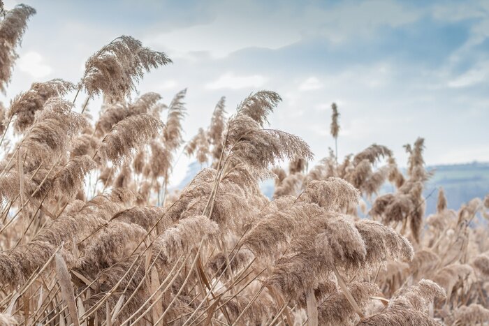 Papier peint  Pampas grass(Cortaderia selloana), reed, reed seeds. Golden reeds sway in the wind against the blue sky. Abstract natural background. Beautiful pattern in neutral colors. Selective focus.