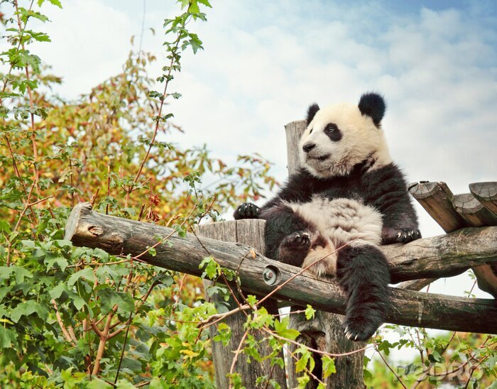 Papier peint  Panda assis sur un arbre