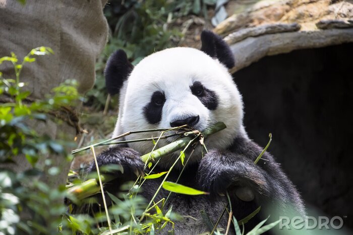 Papier peint  Panda au milieu des feuilles de bambou